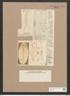 Pleurosigma attenuatum var. caspium (Kuetz.) W.Sm. (de-Toni-Nr.: Genus 13, Species 1062) Zeichnungen Sammlung Grunow Nr. 1913 (NHMW-BOT-W0369036)